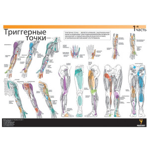 Таблиця триггерних точок + крос тейп