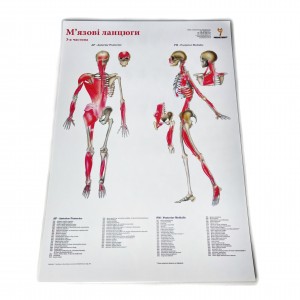 Комплект плакатів "М'язові ланцюги" (з 3 частин) Медіспорт