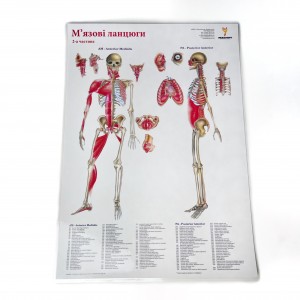 Комплект плакатів "М'язові ланцюги" (з 3 частин) Медіспорт